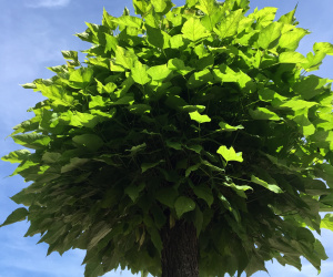 Catalpa bungei - knotvorm - 30/40cm - trompetboom
