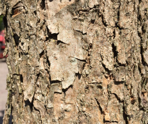 Catalpa bungei - knotvorm - 30/40cm - trompetboom