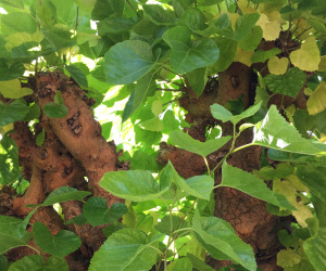 Morus alba - Knotvorm - 70/80cm