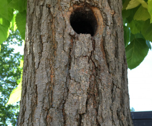 Morus alba - Knotvorm - 70/80cm