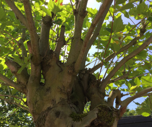 Platanus x hispanica - knotvorm - 50/60cm