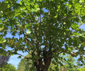 Platanus x hispanica - knotvorm - 50/60cm