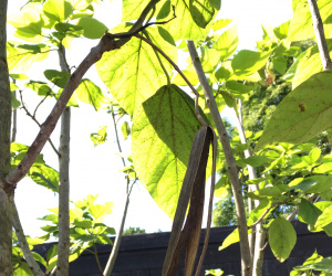 Catalpa bignonioides - meerstammig - 300+cm