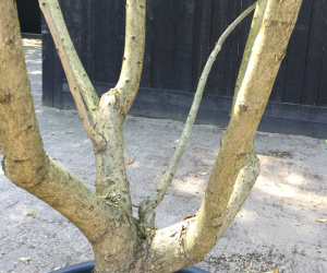 Catalpa bignonioides - meerstammig - 300+cm