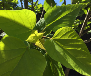 Catalpa bignonioides - meerstammig - 300+cm