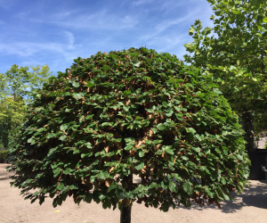 Fagus sylvatica - bol op halfstam - 120 cm doorsnede 