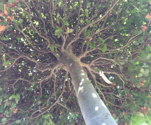 Fagus sylvatica - bol op halfstam - 120 cm doorsnede 