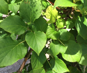Hydrangea petiolaris - struikvorm - 200/250 cm