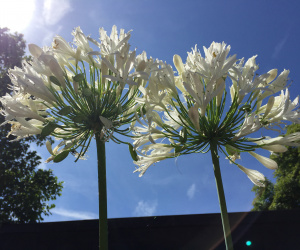 Agapanthus umbellatus 'Albus' (Wit)