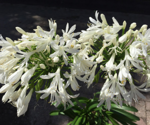 Agapanthus umbellatus 'Albus' (Wit)