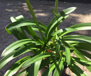 Agapanthus umbellatus 'Albus' (Wit)