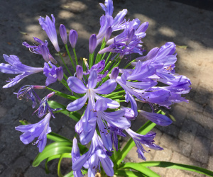 Agapanthus umbellatus 'Ovatus' (blauw)