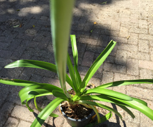 Agapanthus umbellatus 'Ovatus' (blauw)