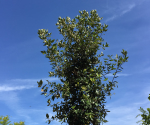Quercus ilex - boomvorm - 10/12 cm