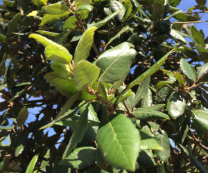 Quercus ilex - boomvorm - 10/12 cm