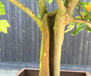 Platanus x hispanica - solitair - in ijzeren plantenbak