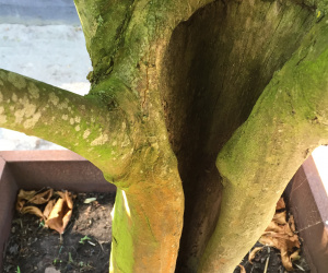 Platanus x hispanica - solitair - in ijzeren plantenbak