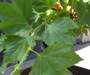 Platanus x hispanica - solitair - in ijzeren plantenbak