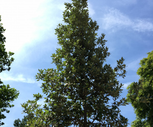 Quercus ilex - boomvorm - 12-14 cm - 305 euro