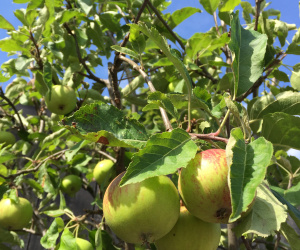 Malus domestica - halfstam