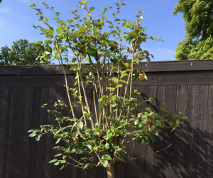 Cydonia oblonga - halfstam - 20/25cm