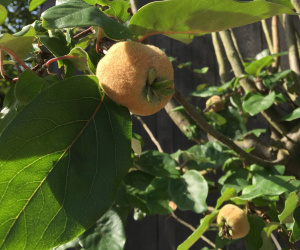 Cydonia oblonga - halfstam - 20/25cm