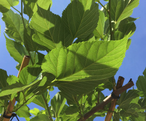 Morus platanifolia 'Fruitless' - dakvorm - 180x180cm - 14-16 cm