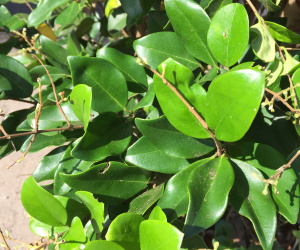 Ligustrum japonicum 'Texanum' - struikvorm - 140/160cm