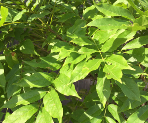 Wisteria sinensis (blauw) - op stam - 6/8 cm