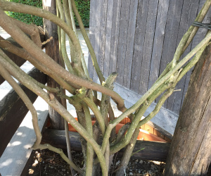 Wisteria sinensis (wit) - incl. bank 