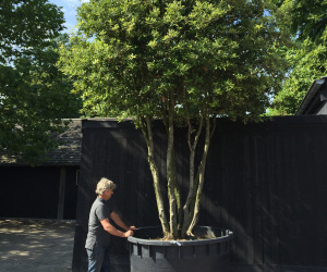 Quercus ilex - meerstammig - 400/450cm - solitair