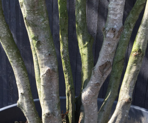 Quercus ilex - meerstammig - 400/450cm - solitair