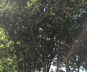 Quercus ilex - meerstammig - 400/450cm - solitair