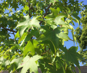Liquidambar styraciflua - boomvorm - 16-18cm