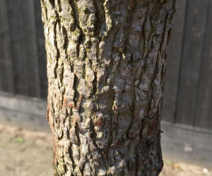 Liquidambar styraciflua - boomvorm - 16-18cm