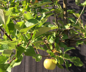 Malus domestica - leivorm - 7 etages - 20/25 cm