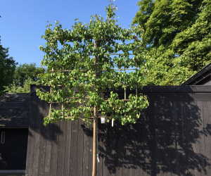 Pyrus communis 'Clapp's Favourite' - leivorm - 20/25 cm