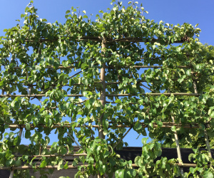 Pyrus communis 'Clapp's Favourite' - leivorm - 20/25 cm