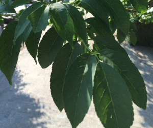 Fraxinus excelsior - boomvorm - 35-40 cm