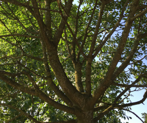 Fraxinus excelsior - boomvorm - 35-40 cm