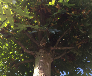 Platanus orientalis 'Minaret' - knotvorm - 50/55cm