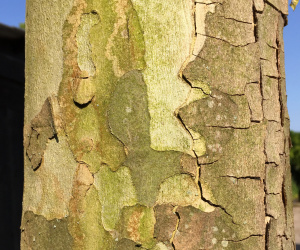 Platanus orientalis 'Minaret' - knotvorm - 50/55cm