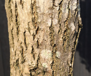 Robinia pseudoacacia 'Umbraculifera' - bol op stam - 22-24 cm