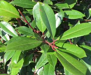 Photinia fraseri 'Red Robin' - struikvorm - 140/160 cm