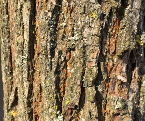 Juglans regia - boomvorm - 25-30 cm