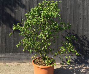 Corylus avellana 'Contorta' - struikvorm - 140/160 cm