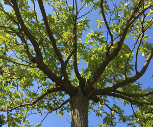 Morus alba 'Fruitless' - dakvorm - 55/60 cm