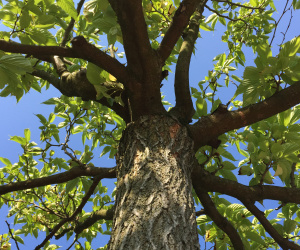 Morus alba 'Fruitless' - dakvorm - 55/60 cm