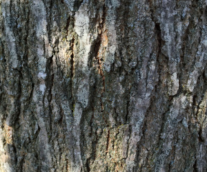 Morus alba 'Fruitless' - dakvorm - 55/60 cm