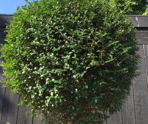 Ligustrum delevayanum 'Jonandrum' - bol op halfstam